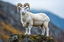 A Large Old Dall Sheep Ram Standing On A Rocky Ridge