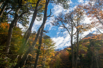 Canvas Print - Forest trees landscape, ushuaia, argentina