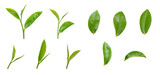 Fresh green tea leaf on transparent background png