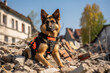 Rescue dog searcher on the ruins of a building after an earthquake