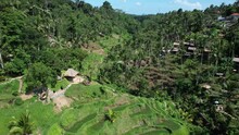 Famous Tegallalang Rice Terraces, Camera Flies Through Green Gorge. Unusual Steps Of Fields On Rather Steep Slopes, Buildings Along Road On Right Side. Some Of Plantations Destroyed By Local Landslide