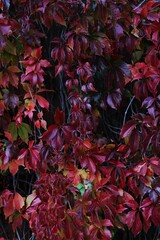 wild grape vines in autumn colors: from green and yellow to crimson and burgundy. autumn backgrounds, nature's palette, seasonal transition, rustic elegance, wild beauty concept. 