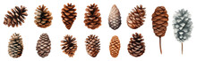 Watercolor Pine Cone Illustration Collection