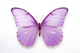 Fototapeta Motyle - Lavender Butterfly on White Background Macro Photography