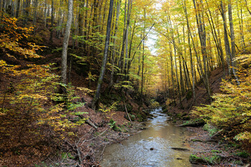 Autumn foliage