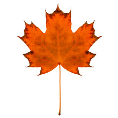 Canvas Print - Red maple leaf isolated on transparent background. Autumn mood.