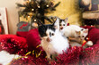 Małe kotki w klimacie Świąt Bożego Narodzenia