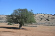 Arganbaum in trockener marokkanischer Landschaft
