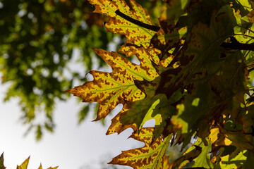 Yellowing oak foliage in the autumn season