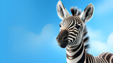 Fototapeta Konie - Baby zebra face on blue background сlose up