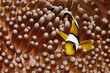 Juvenile mauritian clownfish - Amphiprion chrysogaster