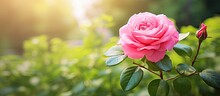 In The Vibrant Garden, Amidst The Lush Green Foliage, The Beautiful Pink Rose Blossom Stood Out, Radiating Its Natural Beauty And Floral Charm To The Surrounding Nature.