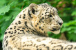 pantera śnieżna (Panthera uncia) zdjęcie portretowe