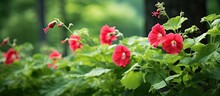In The Midst Of Japan's Summer, The Beauty Of Nature Unfolds Across The Landscape, With Vibrant Green Hollyhock Leaves Adding A Splash Of Color To The Scenic Foliage, Showcasing The Natural Growth And