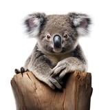 Fototapeta  - a koala bear on a loga koala bear on a log