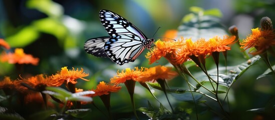 Sticker - In the summer garden, the vibrant colors of nature come alive through the blooming flowers, the fluttering butterflies, and the lush green foliage. Amongst this beauty, a white animal elegantly