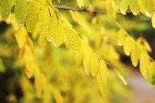 Close Up Of Acacia Bright Yellow Leaves With Rain Drops Moving On Wind. Water Drops Of Morning Dew On Branches Leaves Of Black Locust Tree. Robinia Pseudoacacia. Nature Autumn Background