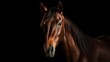 © NovaVision - Elegant Brown Horse Portrait on Black Background. Generative ai