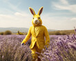 A beautiful rabbit is standing in a field of lavender, like a man in a yellow vintage suit. Animal portrait. Easter creative concept.