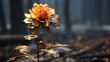 Close up of a wilting dying flower.UHD wallpaper