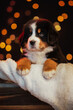 Bernese Mountain Dog puppy, Merry Christmas