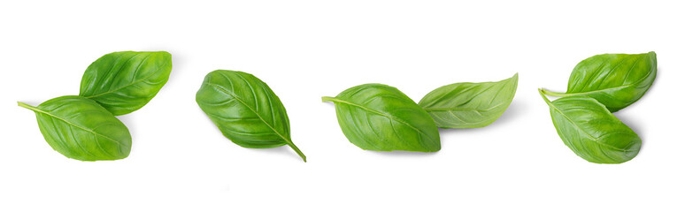 Wall Mural - Basil leaves isolated on white, transparent background, PNG. Set, collection of different position basil green fresh leaves. Healthy eating, aromatic herb, food ingredient, spice for culinary