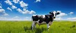 In the warm embrace of a summer day, beneath the vast blue skies, a gentle breeze rustles the green grass in a picturesque landscape, where a content black and white cow grazes on its farm, peacefully