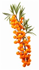 Canvas Print - Orange sea buckthorn berries on a branch isolated on white background