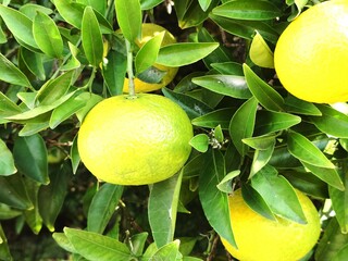 orange tree in the garden