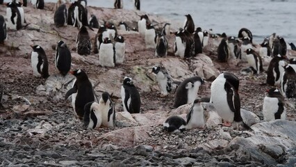 Wall Mural - Gentoo Penguins on nest in Antarctica