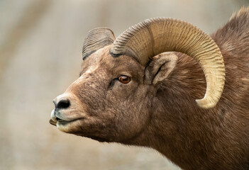 Poster - Big Horn Sheep -The RUT is On