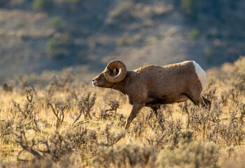 Poster - Big Horn Sheep -The RUT is On