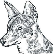 Vintage Hand Drawn Sketch Of Fox Head