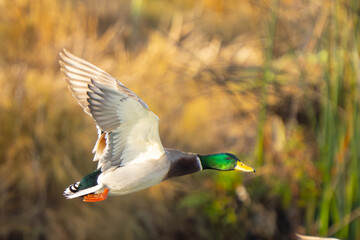 Wall Mural - Mallard in flight Casts a wary eye at photographer