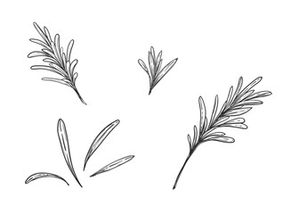 Wall Mural - Hand drawn sketch black and white illustration set of rosemary plant, twig, leaf. Vector illustration. Elements in graphic style label, sticker, menu, package. Engraved style.