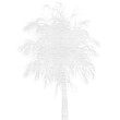 Digital png illustration of white palm tree on transparent background