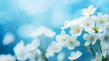 Fototapeta  - Spring forest white flowers primroses on a beautiful light blue sky
