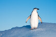 Solitary penguin standing on ice with blue sky