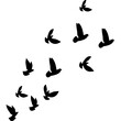 © Buaran - Flock of Pigeon Flying