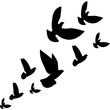 Flock of Pigeon Flying 