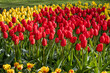 yellow and red tulips blooming in a garden