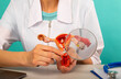 © filins - Male doctor showing a model female reproductive organs using magnifying glass. Early diagnosis and treatment.
