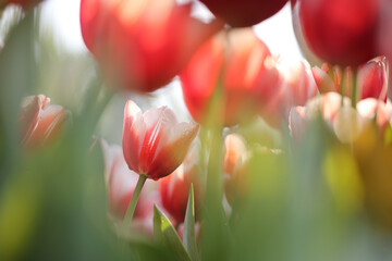 Wall Mural - red white tulip flower in close up