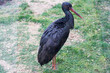 Black Stork.
 It is a large bird, an endangered species. It has black plumage with green and red iridescence. The average height of a black stork is 1 meter with a body weight of 3 kg.