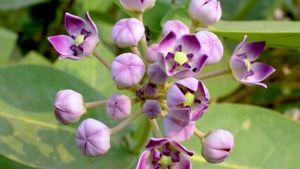 Wall Mural - Calotropis gigantea (Giant calotrope, crown flower) with a natural background