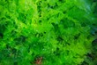 Sea lettuce Ulva lactuca edible green alga, underwater in the Atlantic ocean, Spain