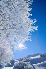 A Majestic Winter Scene With Trees Cloaked In Snow, Illuminated By A Radiant Sun, And The Air Filled With Sparkling Frost