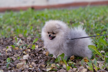 Wall Mural - Portrait of a cute and handsome Pomeranian dog walking on a leash in the park. Fluffy dog.