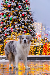 Poster - Portrait of dog posing in front of Christmas background with Christmas tree near shopping mall