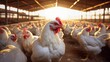 Chicken Farm: Rural Agriculture and Poultry Production Chicken Farm, poultry production, for breeding chickens